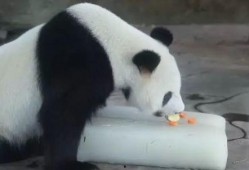 雅戈尔动物园爆料视频,揭秘动物世界的真实生活