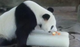 雅戈尔动物园爆料视频,揭秘动物世界的真实生活