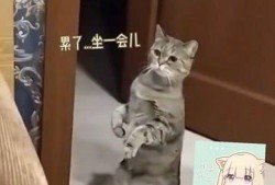 三人逗猫吃瓜视频大全免费观看,免费观看视频大全来袭！