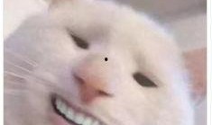 三人逗猫吃瓜视频大全免费观看,免费观看视频大全来袭！