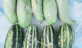网红最火吃瓜,揭秘娱乐圈最新热点事件