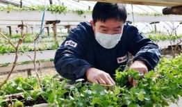 石家庄种蔬菜被爆料视频,揭秘田间真实景象