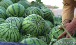 景德镇网红吃瓜事件,一场网络舆论的风暴与反思