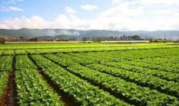 石家庄种蔬菜被爆料视频,揭秘田间真实景象