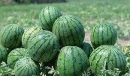 景德镇网红吃瓜事件,一场网络舆论的风暴与反思