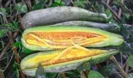 鹤山网红吃瓜,揭秘幕后故事与热门话题