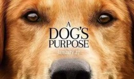 大狗影视在线观看,畅享海量影视资源，尽在大狗影视平台