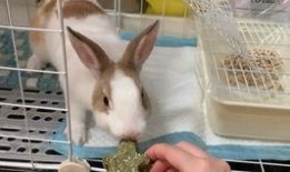 吃鸡皮肤爆料最新兔子,吃鸡新皮肤兔子版惊艳亮相