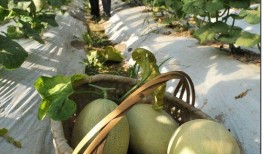 山东一个网红吃瓜是谁啊,揭秘网红背后的真相