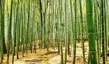 都美竹子爆料视频,揭秘娱乐圈惊人内幕