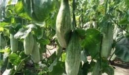 网红吃瓜排行榜前十,揭秘十大热门话题背后的真相