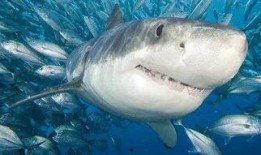 鲨鱼酱娱乐吃瓜,揭秘娱乐圈最新吃瓜大事件