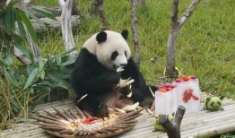 南宁动物园爆料视频大全,萌宠奇趣大盘点