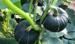 吃瓜网红小孩是谁,吃瓜网红小孩背后的故事