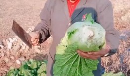 白菜哥被人爆料视频,揭秘网络红人的另一面