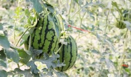 网红吃瓜总结,揭秘娱乐圈幕后真相